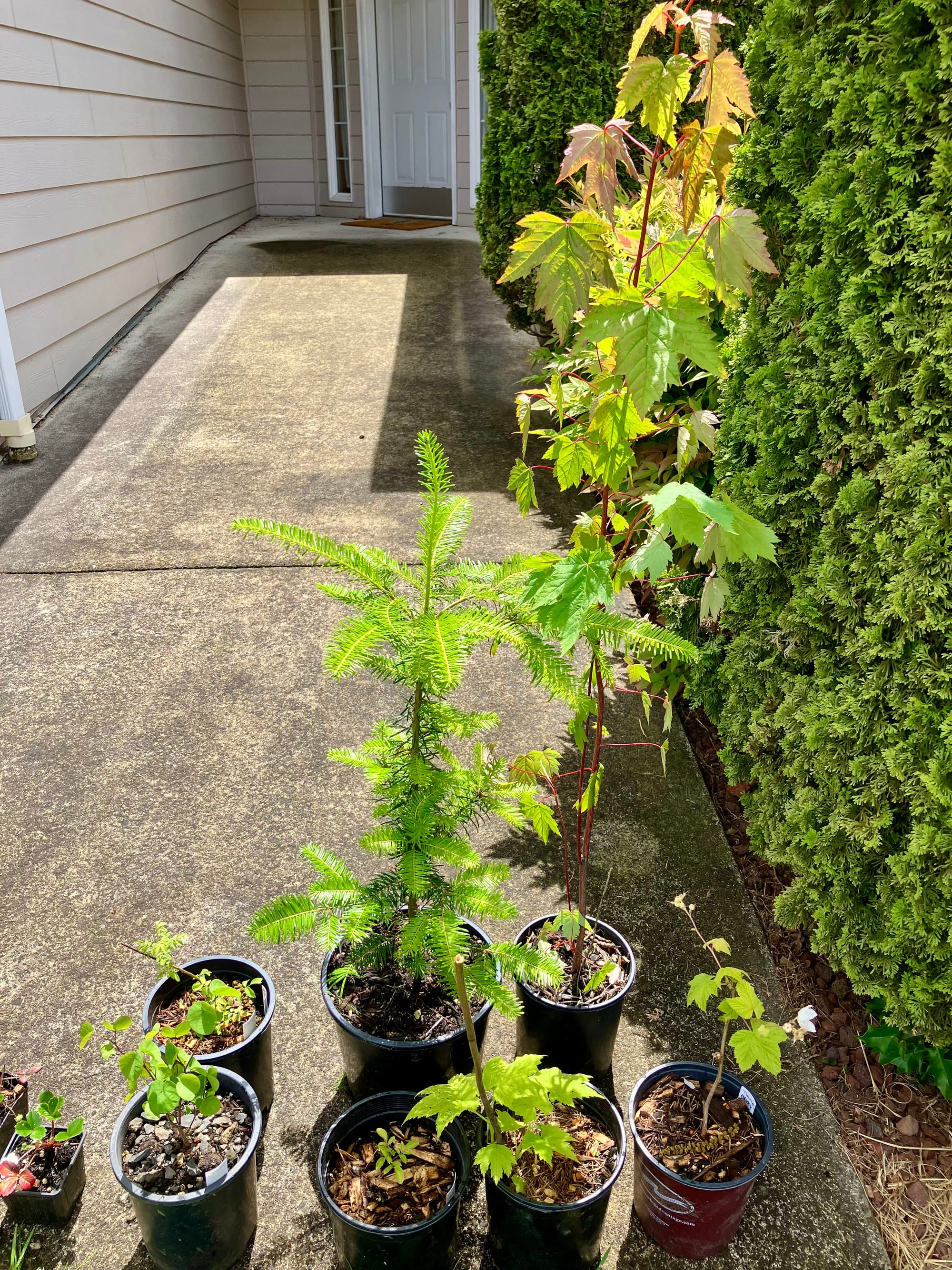 Walkway in the front of our house leading to the front door, native plants in individual pots ready to be planted in the front yard