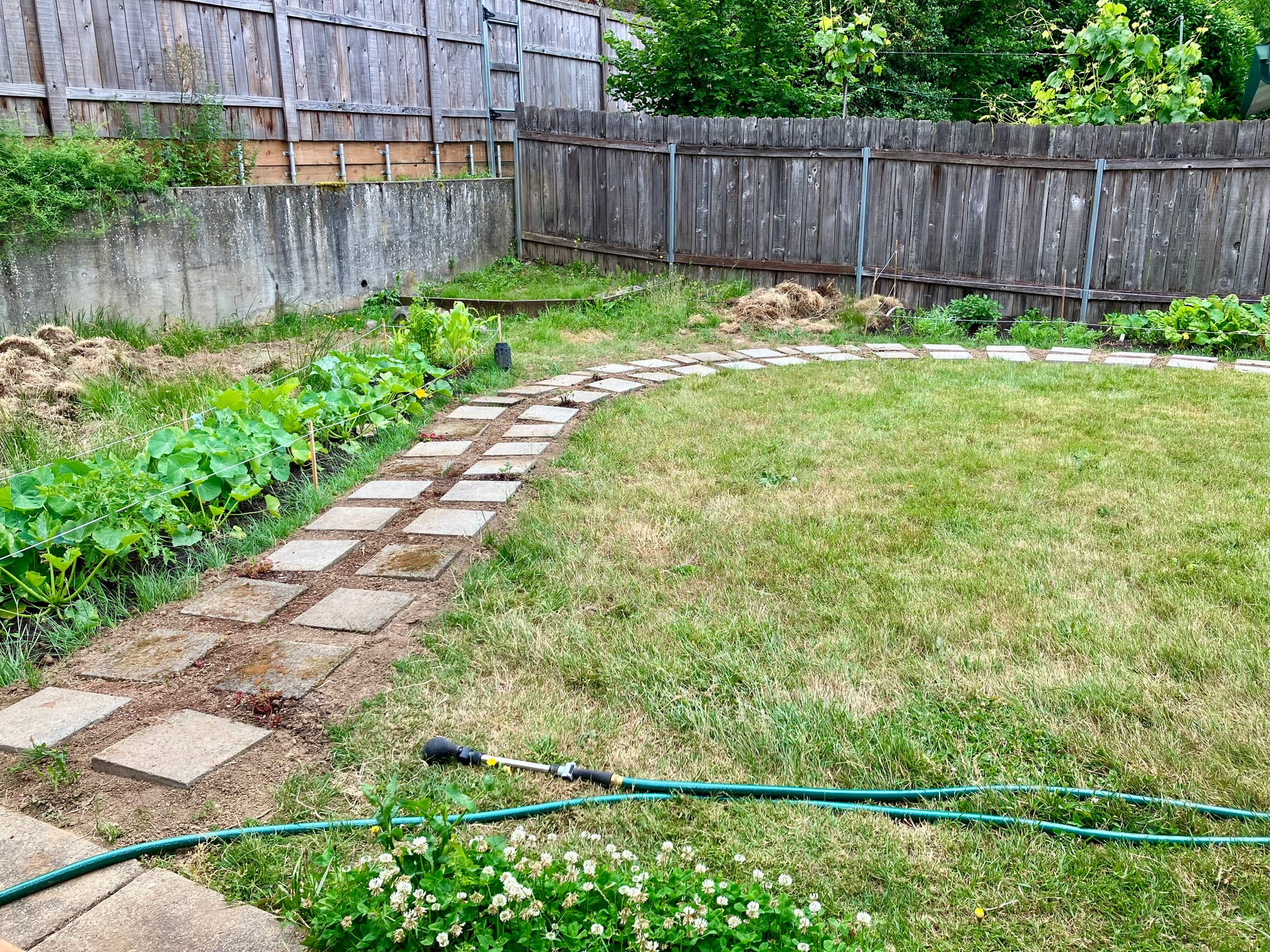 Image of our backyard, it's mostly green with a garden bed of zucchini, and there's also clover and lawn. A paved, meandering walkway cuts through the green.