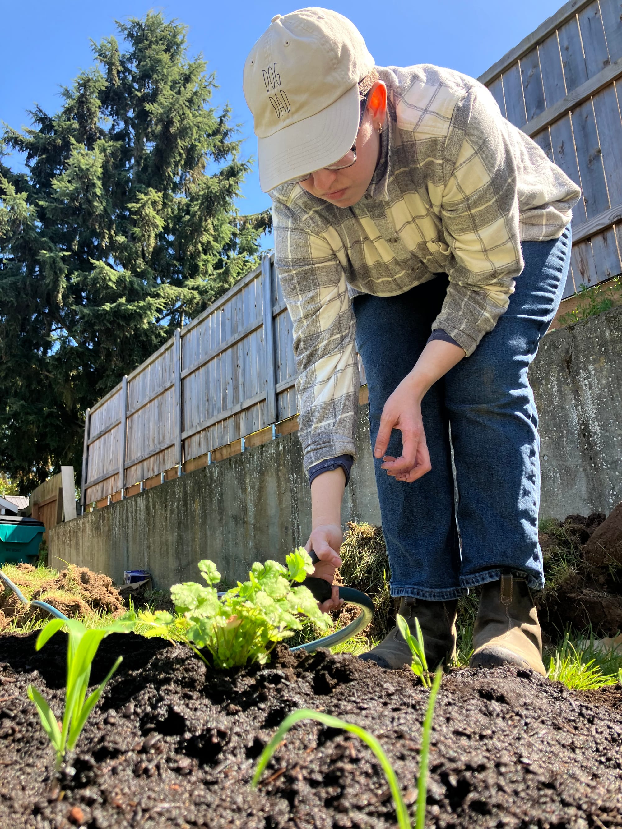 A mom in a gray flannel, a gray "Dog Dad" hat, blue jeans, and brown Keen boots watering the root base of a cilantro plant in the garden bed